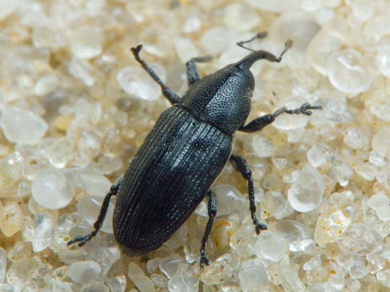 Limnobaris t-album (Linnaeus, 1758)